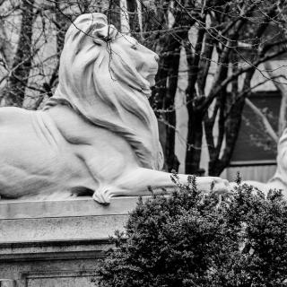 lion statues outside main branch of New. York Public Library