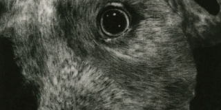 Kirsten Flaherty Portrait of a Pit Bull, 2014 Mezzotint, Edition: 25  15" x 11"