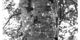 black and white photograph of a tree trunk with carved names