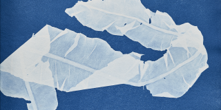 A photograph of a cyanotype. A page colored a vivid deep blue. Silhouetted against the blue, in a much paler whitish blue, is the outline of a sample of seaweed or algae, labeled with its Latin name in the bottom left corner.