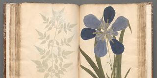 An open book showing a large purple flower and its leaves on the right; the reverse of the print on the previous page shows through the page at left